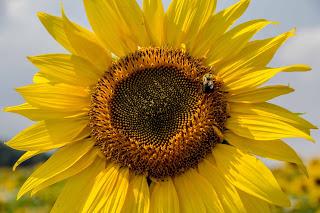 Circles 4  [Orange You Glad It’s Friday]