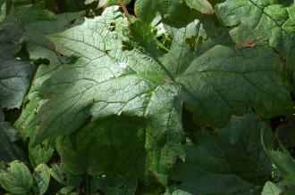 Diphylleia cymosa Leaf (15/08/15, Kew Gardens, London)