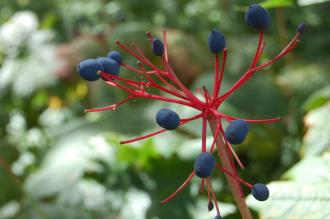 Diphylleia cymosa Fruit (15/08/15, Kew Gardens, London)