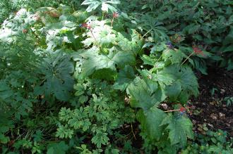 Diphylleia cymosa (15/08/15, Kew Gardens, London)