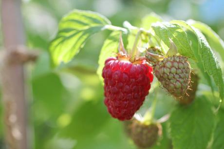 raspberries