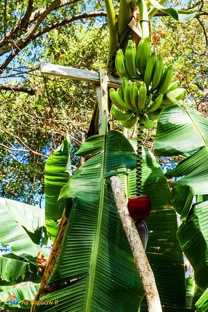 Bananas grow wild on Contadora.