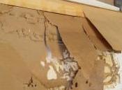 Termites Pictures