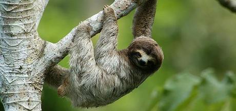 What is a sloth?