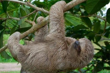 What is a sloth?