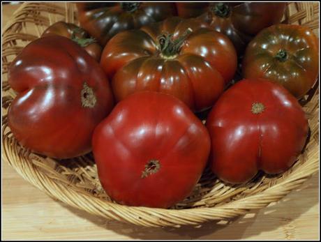 More Tomato harvests