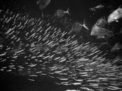 A survey of agent-based models