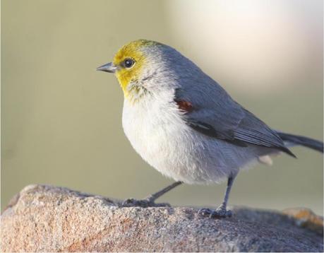 Do you know that Bird?