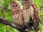 Barred Owls
