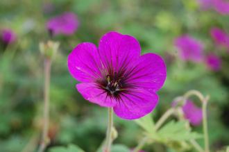 Geranium himalayense 'Gravetye' Flower (15/08/15, Kew Gardens, London)