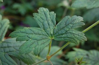 Geranium himalayense 'Gravetye' Leaf (15/08/15, Kew Gardens, London)