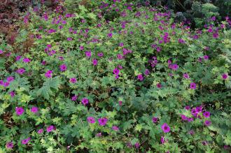 Geranium himalayense 'Gravetye' (15/08/15, Kew Gardens, London)