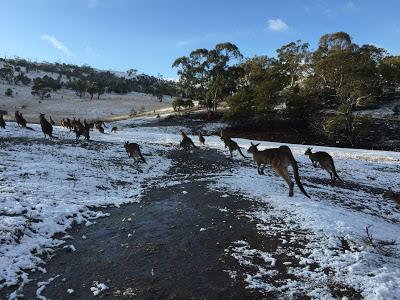 Heavy Snow In Tasmania Leaves Most Of The Locals Of Bonorong Into A Snow Frenzy