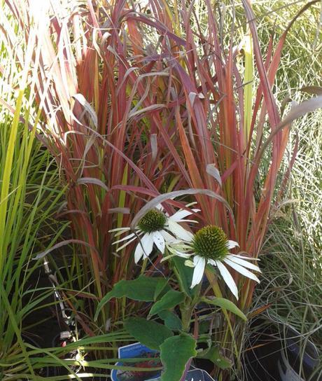 MyGardenSchool. – Week 2 Principles of Success with Container Gardening