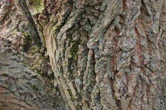 Pterocarya stenoptera Bark (15/08/15, Kew Gardens, London)