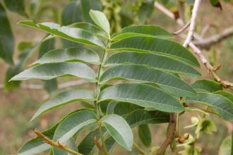 Pterocarya stenoptera Leaf (15/08/15, Kew Gardens, London)