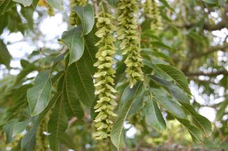 Pterocarya stenoptera Fruit (15/08/15, Kew Gardens, London)