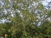 Pterocarya Stenoptera