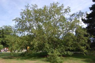 Pterocarya stenoptera (15/08/15, Kew Gardens, London)