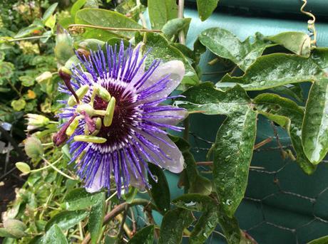 Garden Bloggers Bloom Day – September 2015