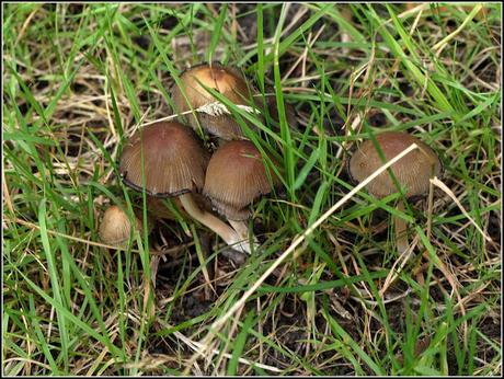 When is a mushroom a toadstool?