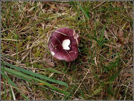 When is a mushroom a toadstool?