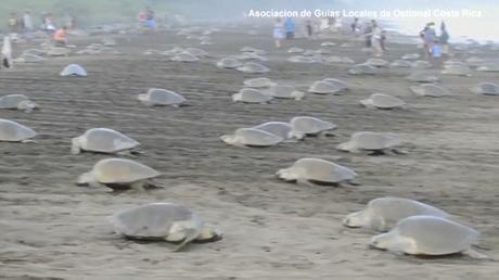 Thousands of turtles nest on Costa Rica beach – video