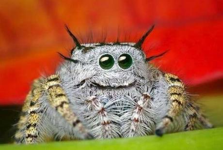 Top 10 Strangely Beautiful and Unusual Spiders