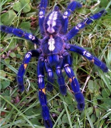 Top 10 Strangely Beautiful and Unusual Spiders