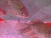 Marina Aquarium Will Back !!!!