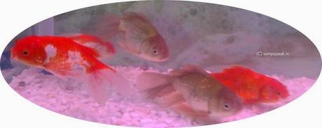 Marina aquarium will be back !!!!