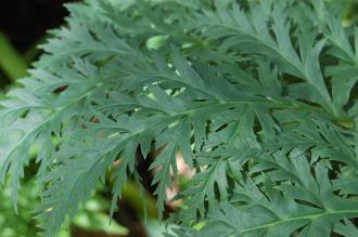 Molopospermum peloponnesiacum Leaf (15/08/15, Kew Gardens, London)