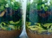 Healthy Recipe: Japanese Miso Veggie Soup Jars