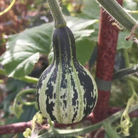 pretty gourd