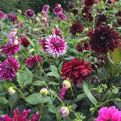 mixed dahlias