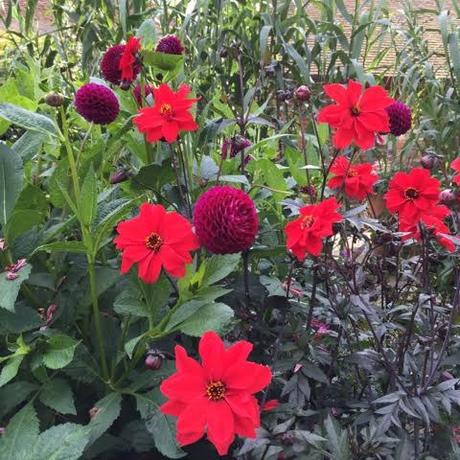 bishop of llandaff dahlia