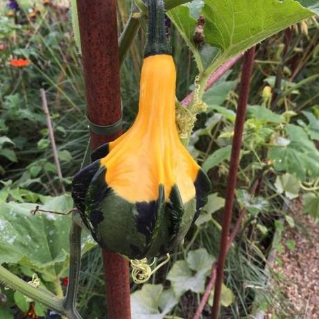 green and yellow gourd