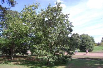 Quercus variabilis (15/08/15, Kew Gardens, London)