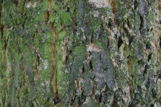 Quercus variabilis Bark (15/08/15, Kew Gardens, London)