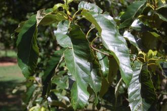 Quercus variabilis Leaf (15/08/15, Kew Gardens, London)