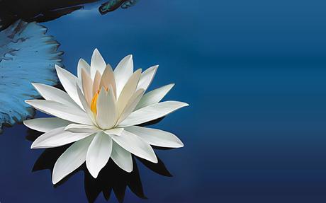 The white Lotus