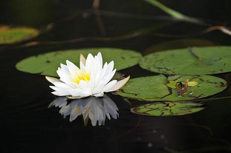 The white Lotus