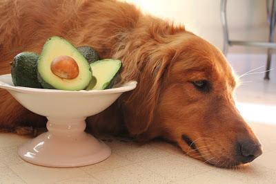 Dogs and avocados superfood AvoDerm Natural Dog food