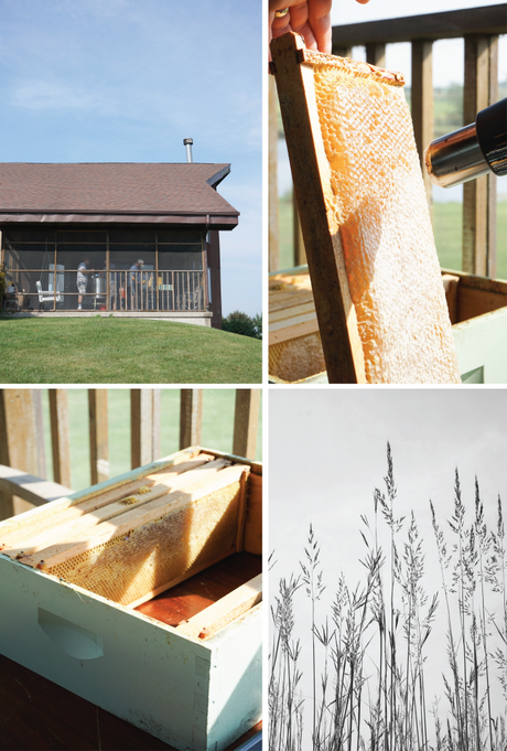 Wildflower Honey Harvest Process | francois et moi