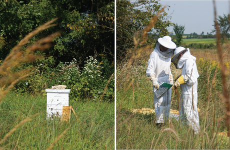 Harvesting Honey from the Hives | Francois et Moi