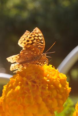 Great Spangled Fritillary is Ready for her Closeup