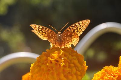 Great Spangled Fritillary is Ready for her Closeup