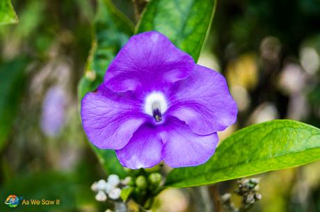 Brilliant purple Morning Glory.