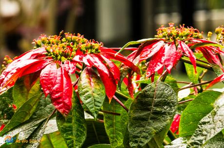 Wild Poinsettia at Casa Grande Resort.