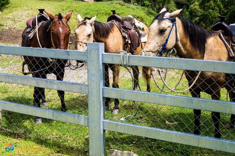 Our team of horses for the day.